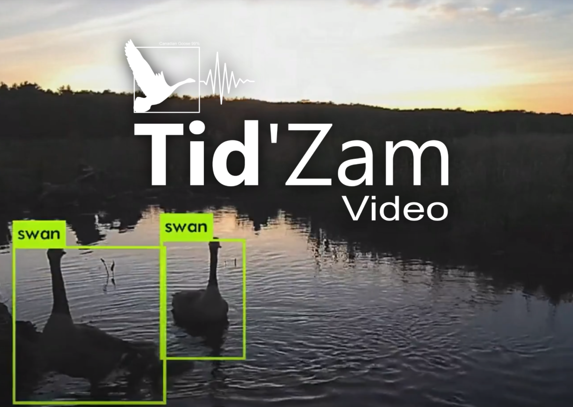 Tidzam Video: Realtime Avian Video Classification